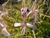 DSCN0865