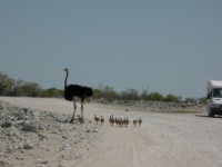 Etosha