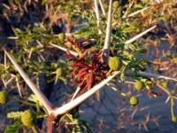DSCN0696