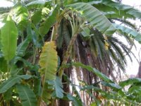 DSCN2447