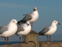 DSCN2205