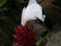 DSCN5674